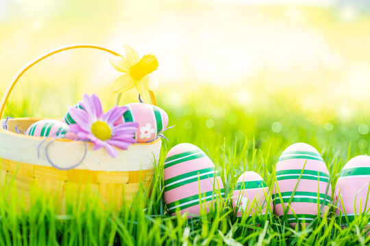 Beautiful yellow,green background in spring landscape with daffodils and daffodils and colorful pink,green eggs in Easter basket. In nature and in the sun.