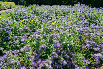 Close up shot of Lacy phacelia blossom
