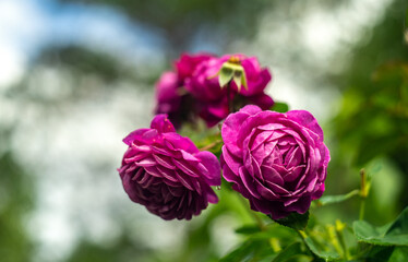 Rosebuds of bush roses on a blue background in the garden
