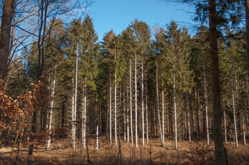 forest in spring  autumn 