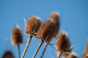 Obraz premium dry thistle flower
