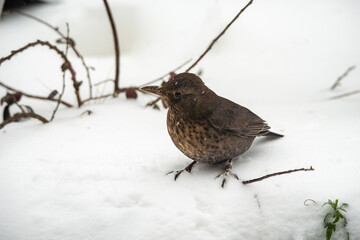 blackbird in the snow