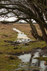 stream in the forest