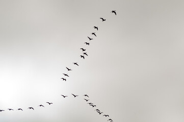 flock of birds flying