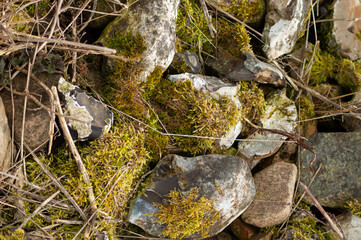 lichen on rocks and stones