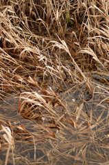 grass texture in the water