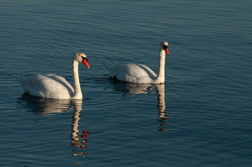 swan on the water,  swans and sea © kotysya