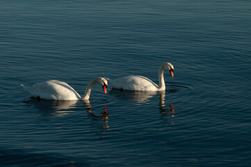 swan on the water,  swans and sea