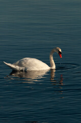 swan on the water,  swans and sea