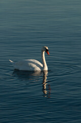 swan on the water,  swans and sea