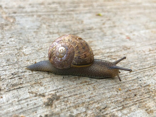 Snail