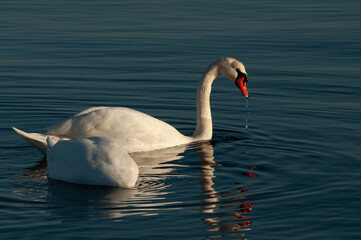 swan on the water,  swans and sea