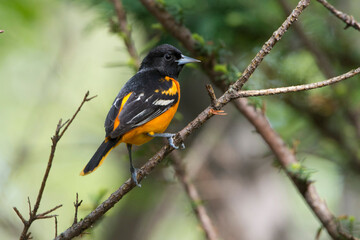 USA, Minnesota, Mendota Heights, Mohican Lane, Baltimore Oriole