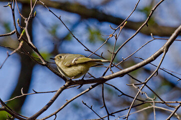 USA, Minnesota, Mendota Heights. Ruby-crowned Kinglet