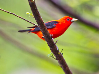 USA, Minnesota, Mendota Heights, Mohican Lane, Scarlet Tanager