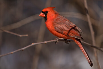 Portrait of male northern cardinal perching on branch closeup