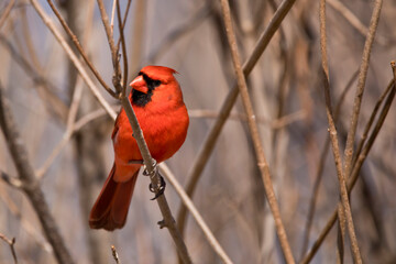 cardinal on a branch