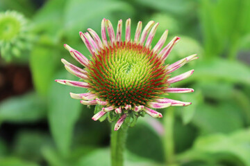 Macro of echiniacea in full bloom during later summer