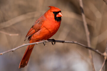 Closeup photo of male Northern cardinal perching on a branch with crest down