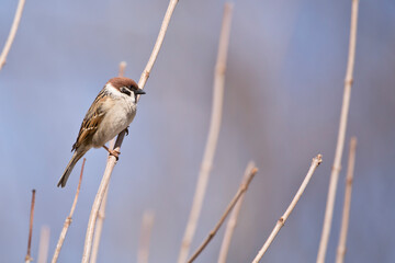 Eurasian tree sparrow perching on branch closeup