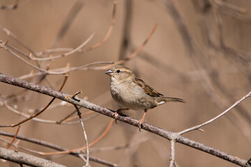 Side view of female house sparrow perching on branch