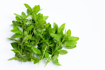 Holy basil leaves on white background.