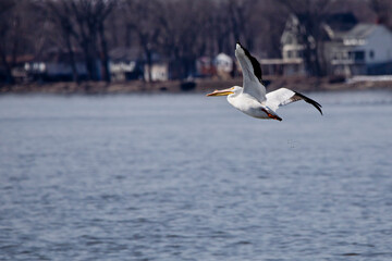 Pelican in flight