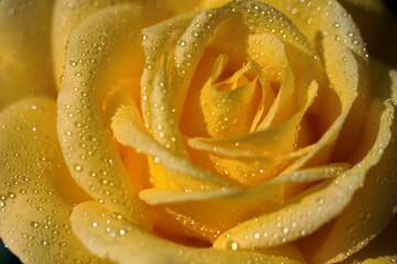 Water droplets on a lovely yellow rose 