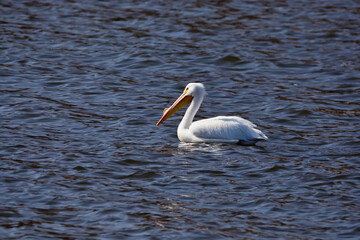 White pelican on Mississippi River