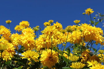 Masses of false sunflower flowers against a blue sky