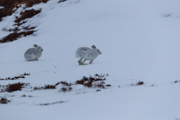 Fototapeta premium Wild mountain hare sitting on snow in the Scottish highlands national park, the Cairngorms. Mountain hares change fur colour during the seasons, white in winter to brown in summer for Camouflage.