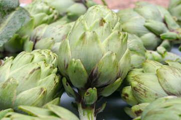 Fototapeta premium Freshly harvested fresh and natural artichokes