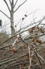 Freshly pruned trees