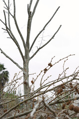 Freshly pruned trees