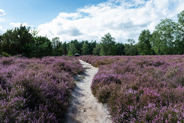 lueneburg heath landscape