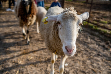 Obraz na płótnie Canvas sheep in the farm