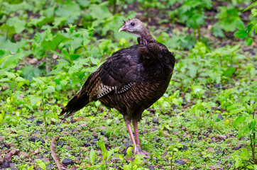 USA, Minnesota, Mendota Heights, Mohican Lane, Wild Turkey, female in woods