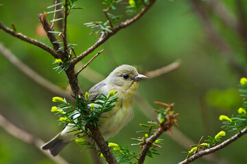 USA, Minnesota, Mendota Heights, Mohican Lane, Scarlet Tanager