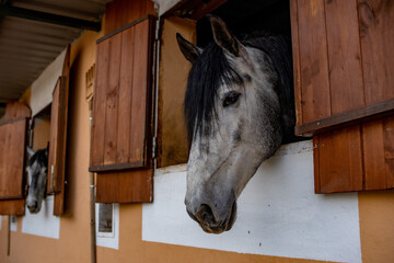 White Horse with black air in a barn