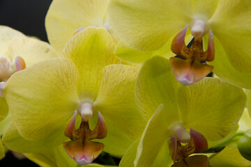 orchidea gialla  su sfondo nero