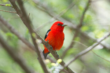 USA, Minnesota, Mendota Heights, Mohican Lane, Scarlet Tanager