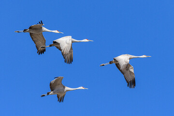 Obraz premium Migrating Greater Sandhill Cranes in Monte Vista, Colorado