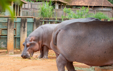 hippos feeding out of the water on a sunny day