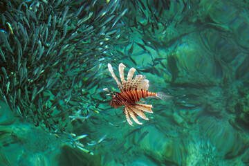Lionfish hunts for small fish shoal