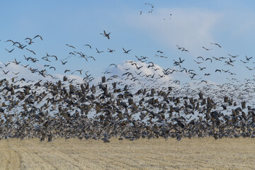 Sandhill Crane Blastoff. Migrating Greater Sandhill Cranes in Monte Vista, Colorado