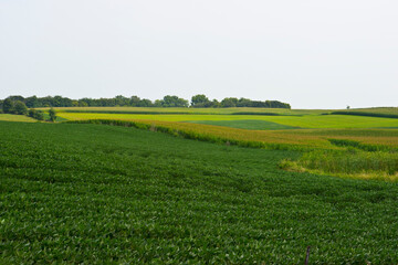 USA, Minnesota, Canon Falls, Mid-summer Farm Fields, Multiple Crops