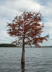 Árbol con sus hojas rojas en otoño, solitario en el lago