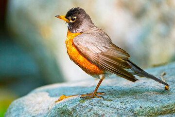 USA, Minnesota, Mendota Heights, Mohican Lane, American Robin