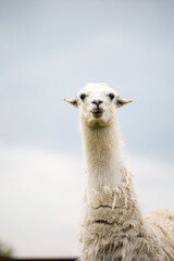 Fototapeta premium weißes Lama Porträt Paarhufer 