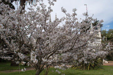 Cerezo en flor en el jardín